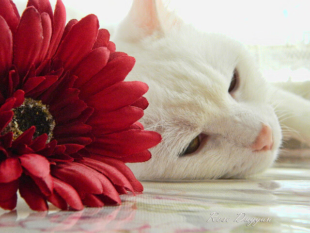 世界青少年攀岩技能大赛在上海盛大举行,众少年展风采,2020年全国青少年攀岩锦标赛