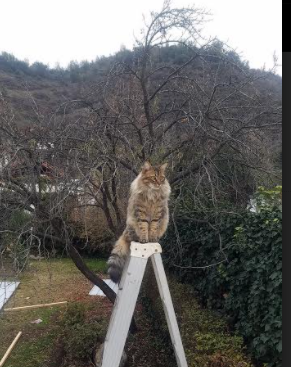 世界青少年武术锦标赛中国队代表团荣获多项金牌，2020年全国青少年武术锦标赛