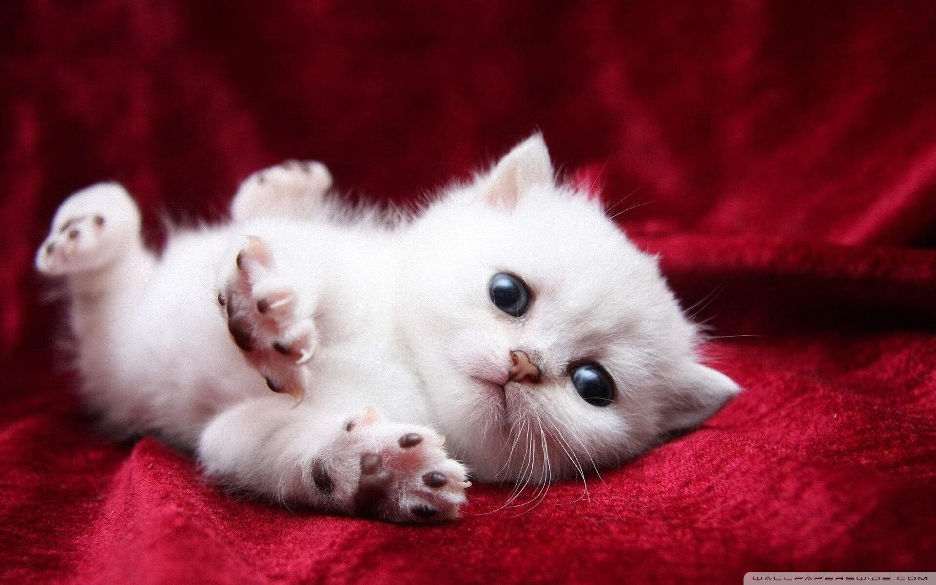 开云体育在线入口-世界青少年武道会在北京盛大举行，弘扬东方武魂，青少年武术超级联赛