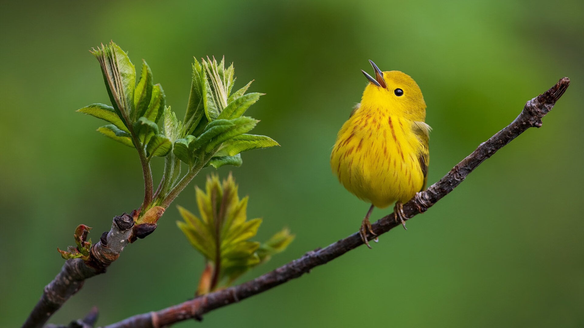 体育赛事合作模式创新，如何打造体育赛事品牌