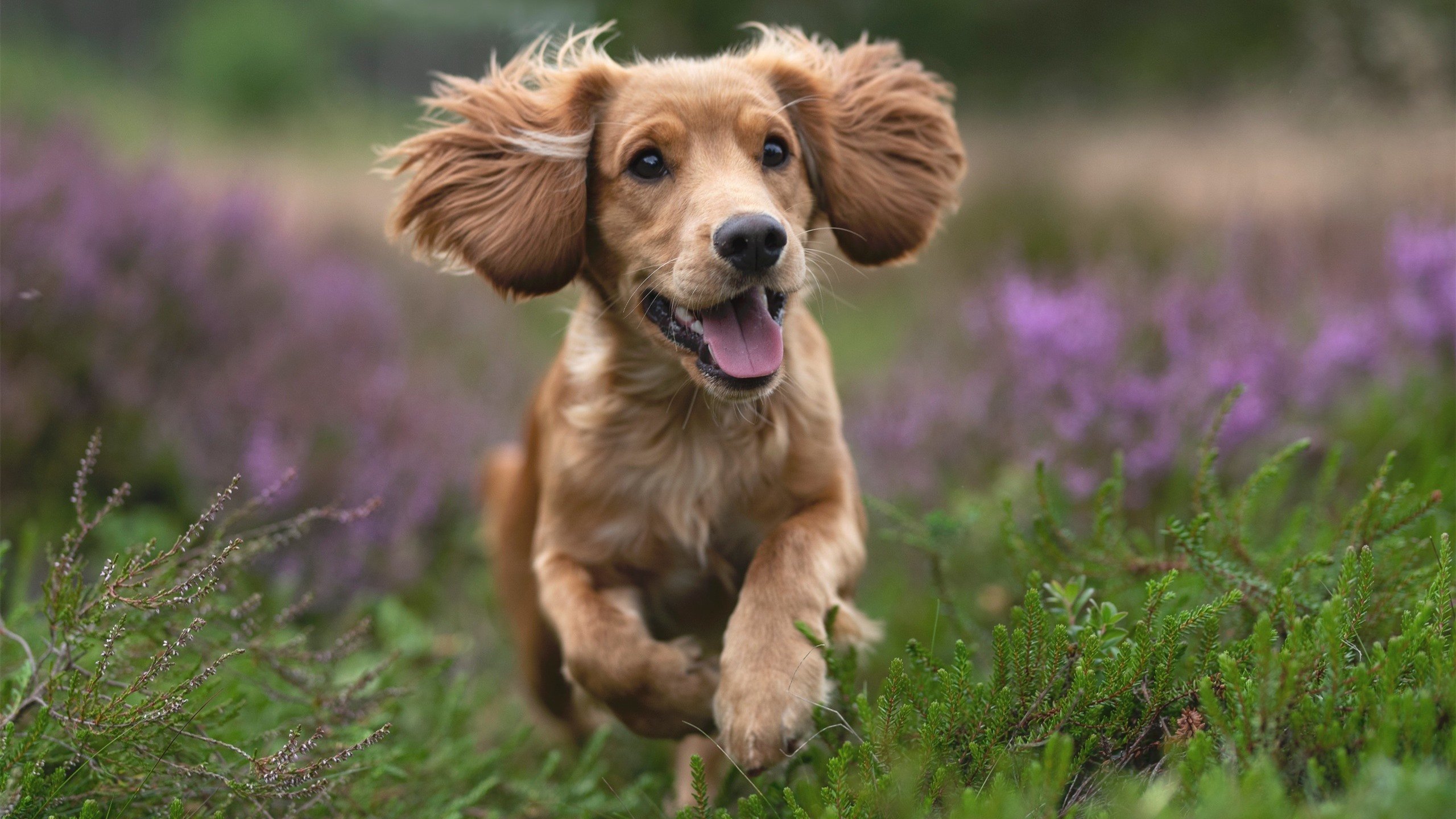 开运体育电脑版-法甲球员赛后心率恢复速度与训练计划关联分析，法甲球员数据
