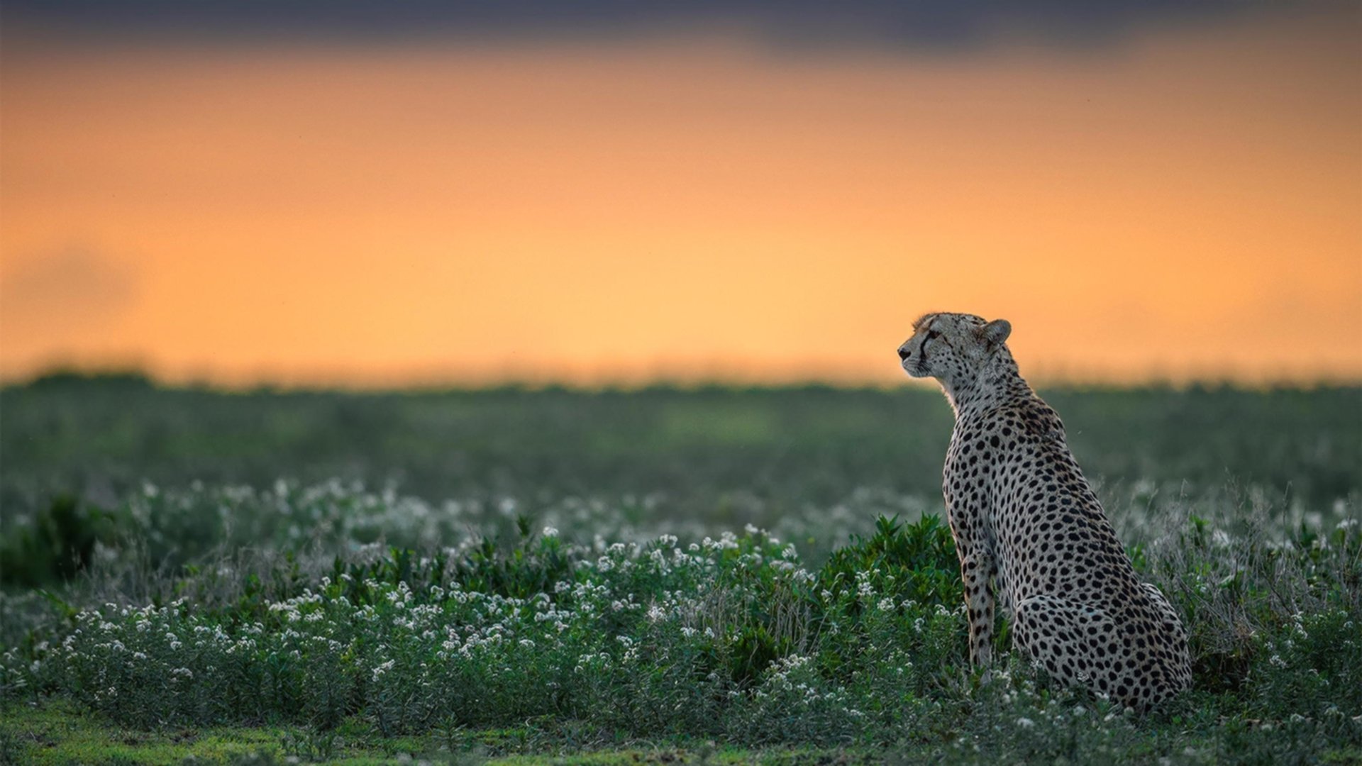 篮球专项技能训练课程开发及教学效果评估，篮球教学与技能培训总结