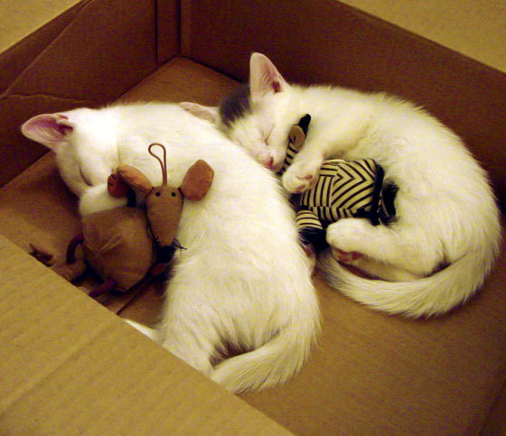 CBA赛季高潮迭起 球迷热情高涨，cba赛季2021-2022