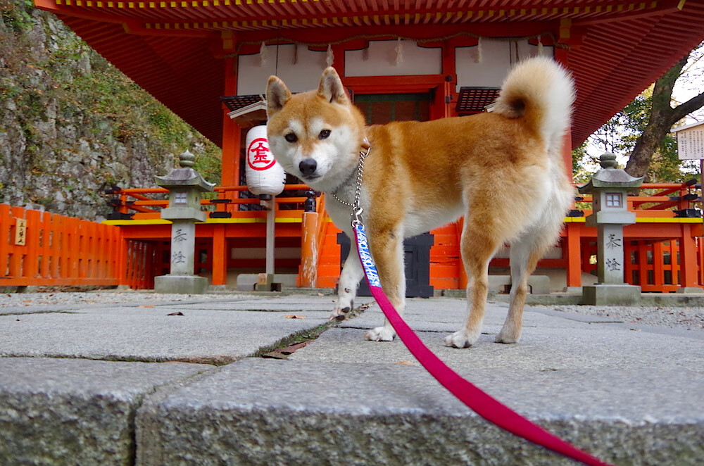 中国足球青训是否缺乏系统支持,中国足球青训的现状