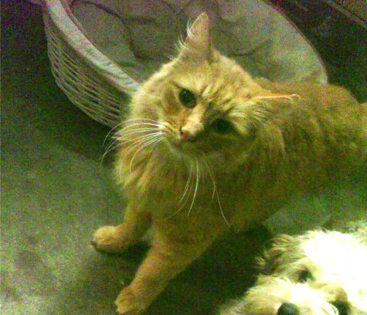 埃及队未来发展:全球化发展,拓宽国际赛场,埃及队的比赛