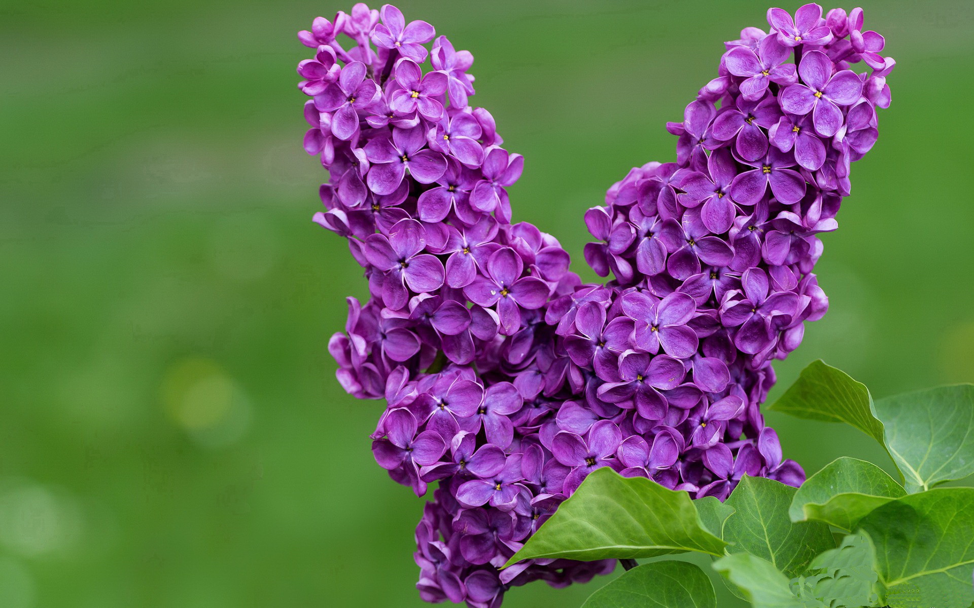最近备战中东友谊赛对阵卡塔尔与科威特,中东卡塔尔疫情