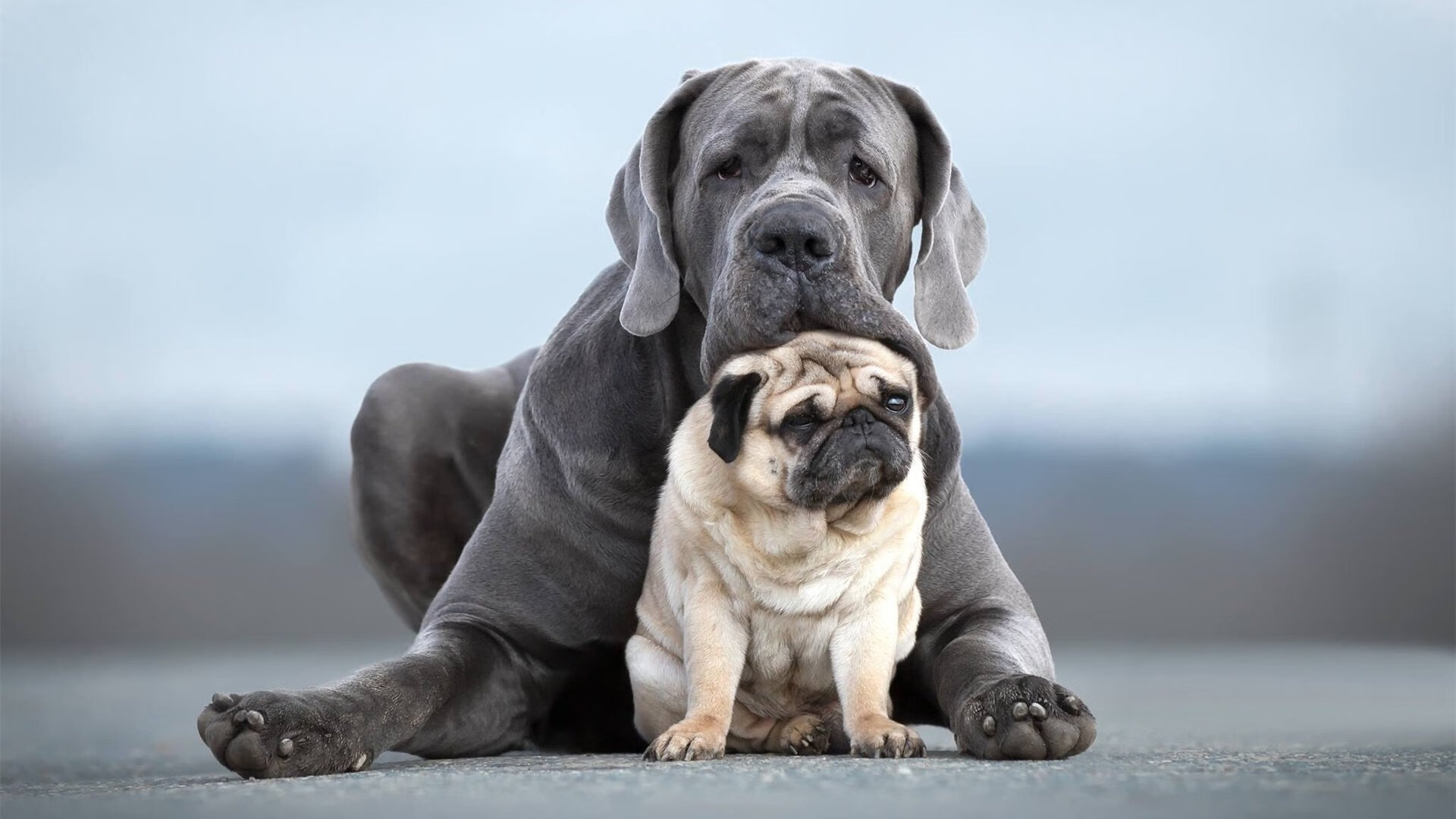 开云app-南非羚羊队：通过精准的战术布局，他们在比赛中屡屡创造突破，南非羚羊图片