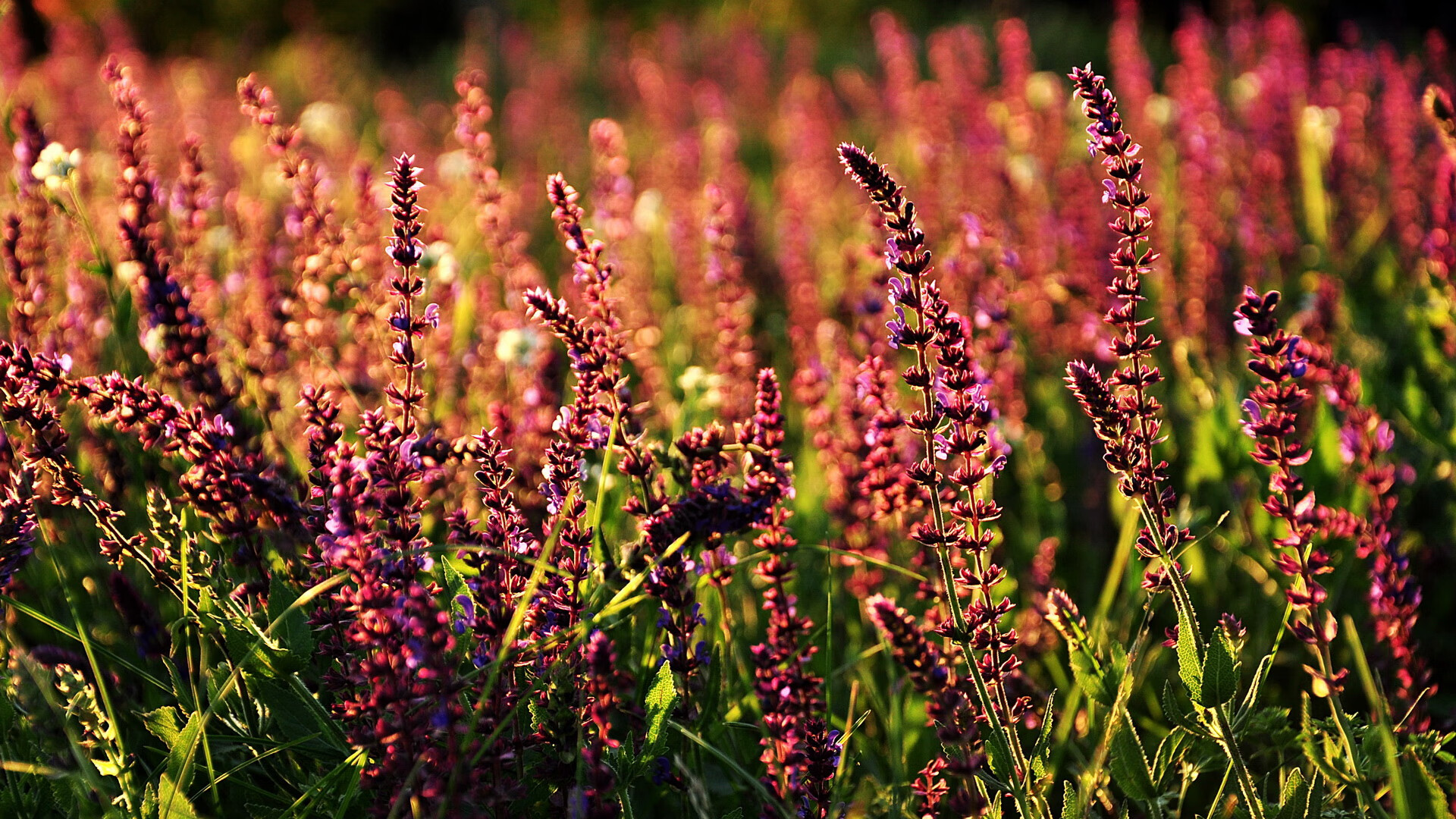 塞内加尔男篮在非洲锦标赛中奋明一战，争夺荣耀，塞内加尔篮球队名单