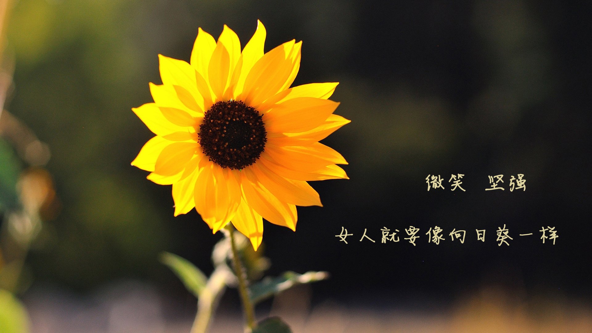 开云体育官网-女子排球世界杯赛事进展，女子排球世界联赛