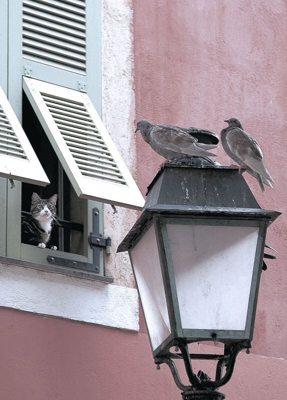 女子排球世界杯赛事进展,女子排球世界联赛