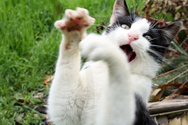 法甲年轻力量：星光闪耀未来可期！，法甲最年轻出场球员