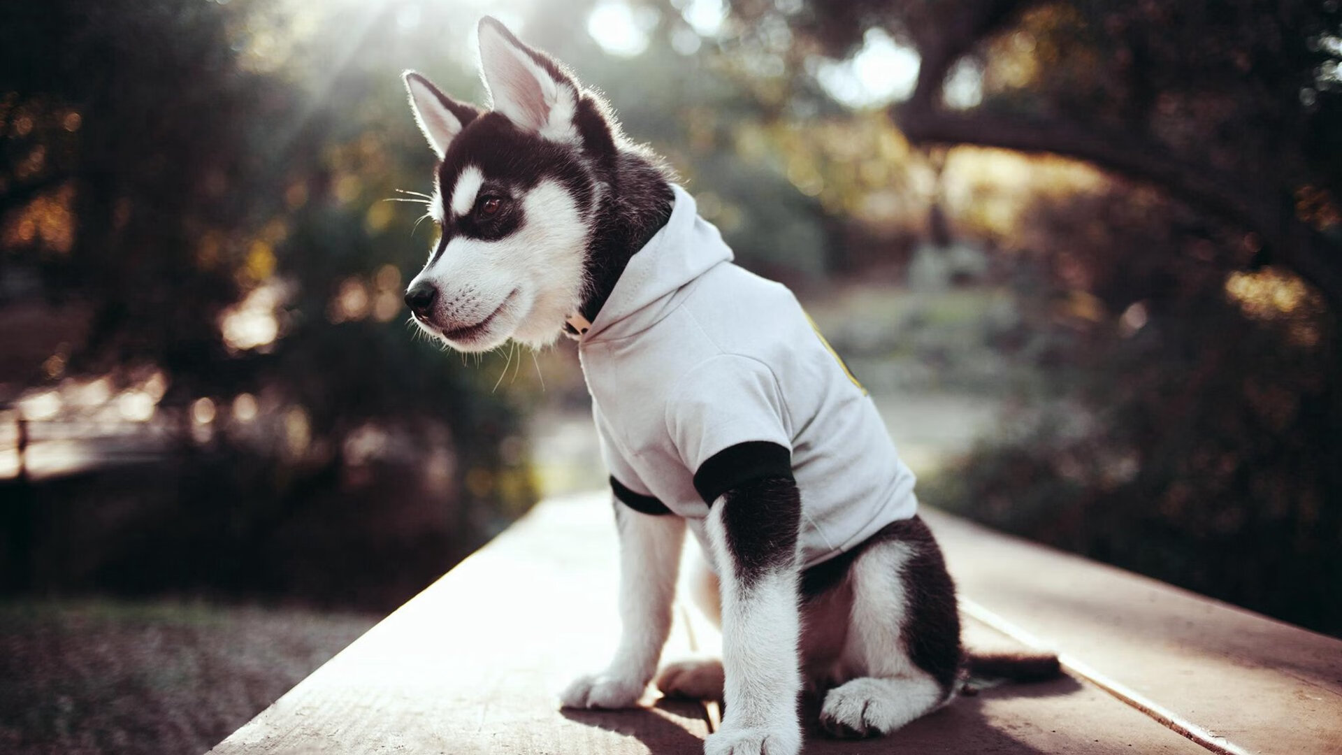 混合泳团体摩纳哥协作顺畅,混合泳比赛