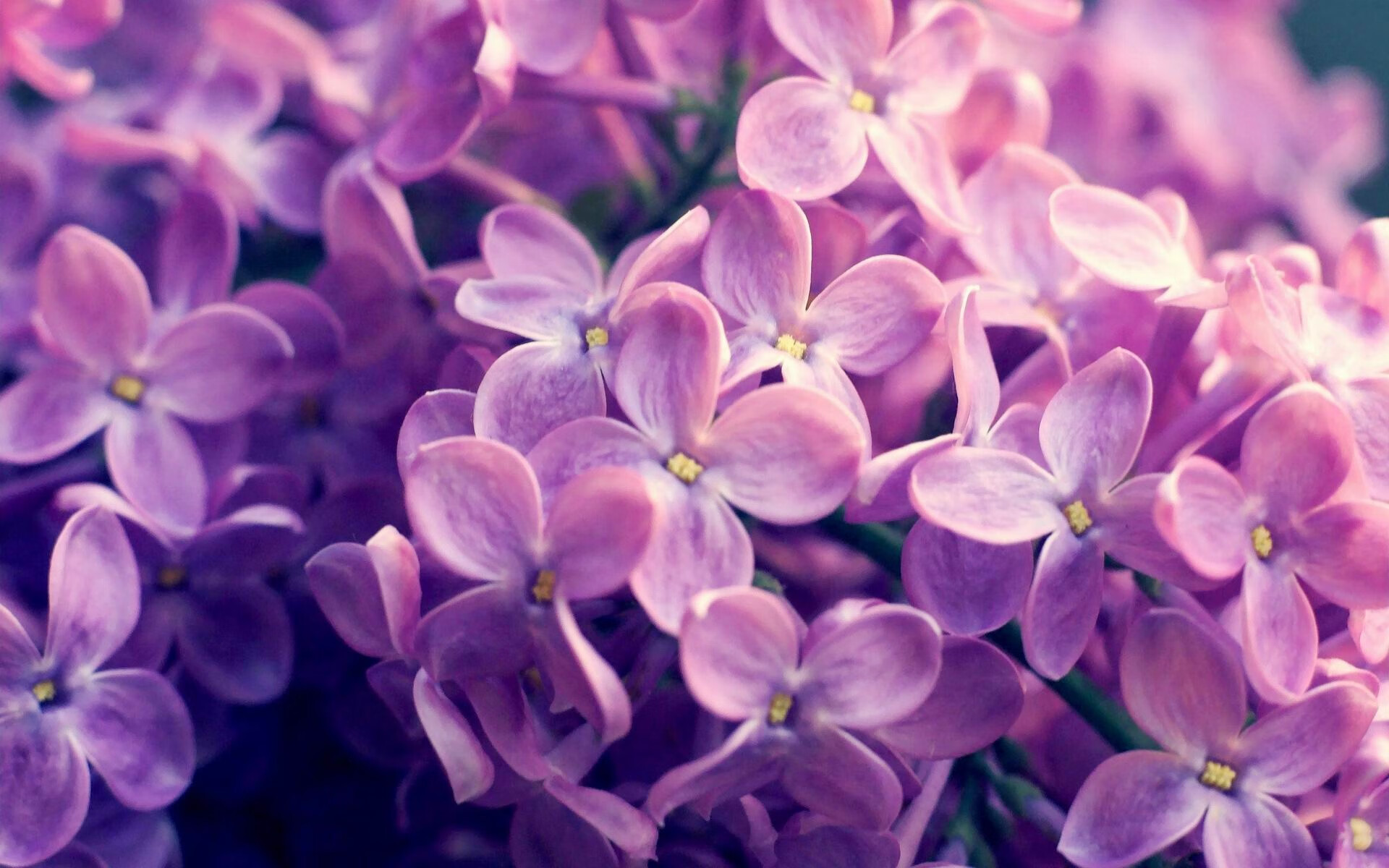 开yun官网-自由泳长距离南非耐力出众，自由泳长距离视频