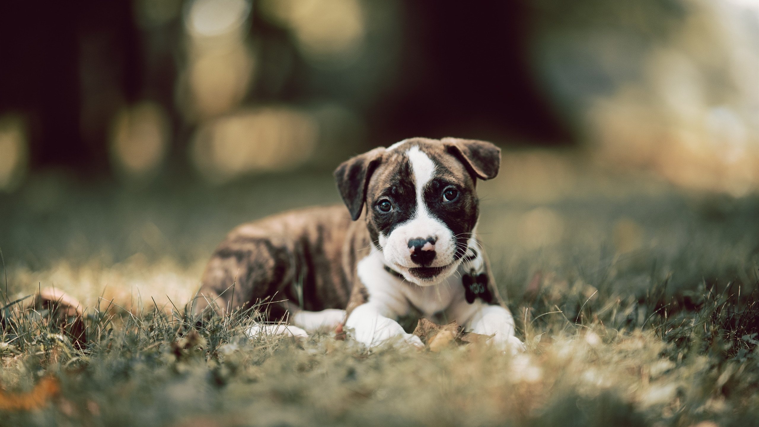 开云体育在线官网-莫伊：凭借强悍的身体对抗和scrum控制力，成为全黑队的一大亮点，莫伊游戏