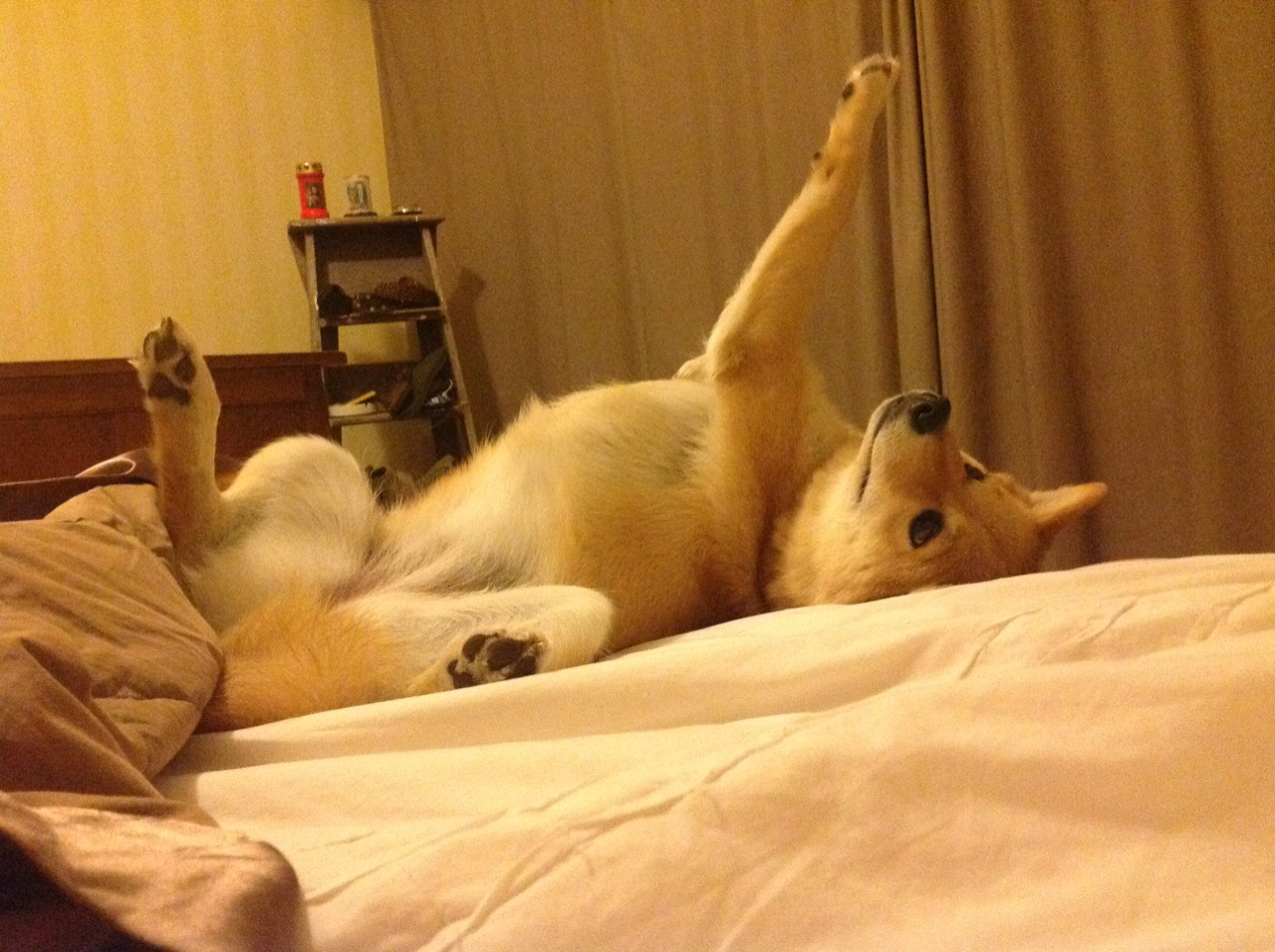 万名志愿者上线,“世运通”智慧服务保障赛事